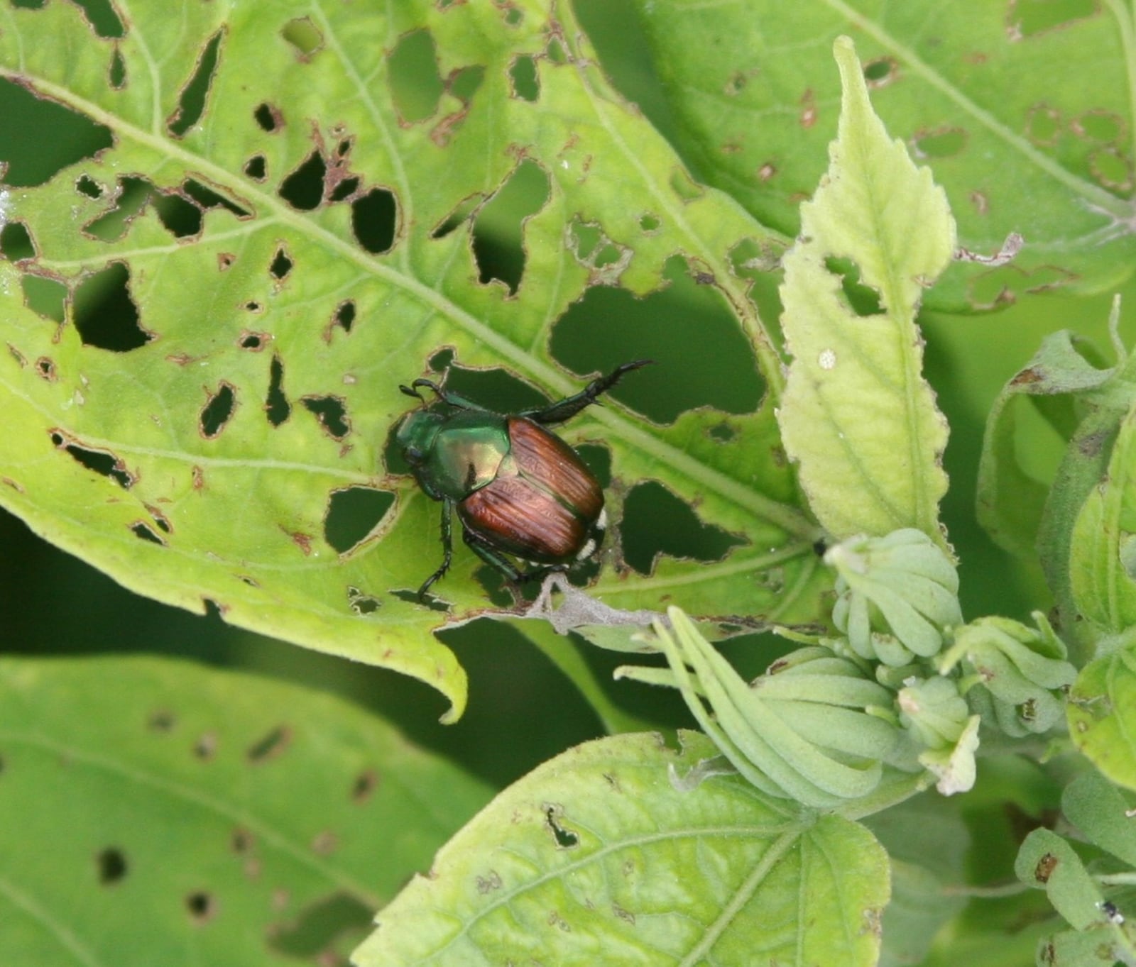 Japanese beetle skeletonizing a hibiscus leaf.