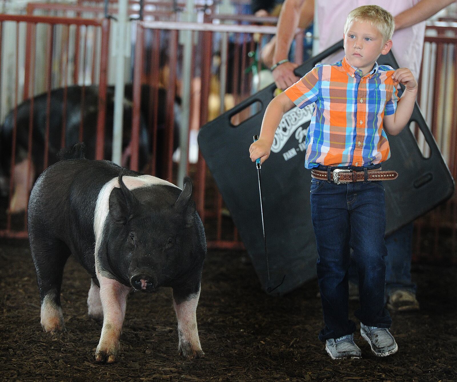 Kooper Tilton, 6, keeps his eyes on the judge during the middle weight Barrow class Wednesday, July 14, 2021 at the Montgomery County Fair. MARSHALL GORBY\STAFF