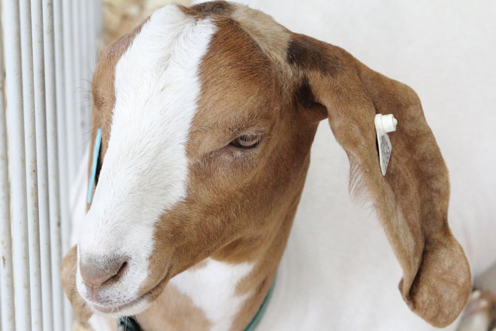 The 170th Montgomery County Fair is back at Montgomery County Fairgrounds in Dayton, Sunday through Saturday, July 10 through 16, with carnival food, rides, livestock programs and more.