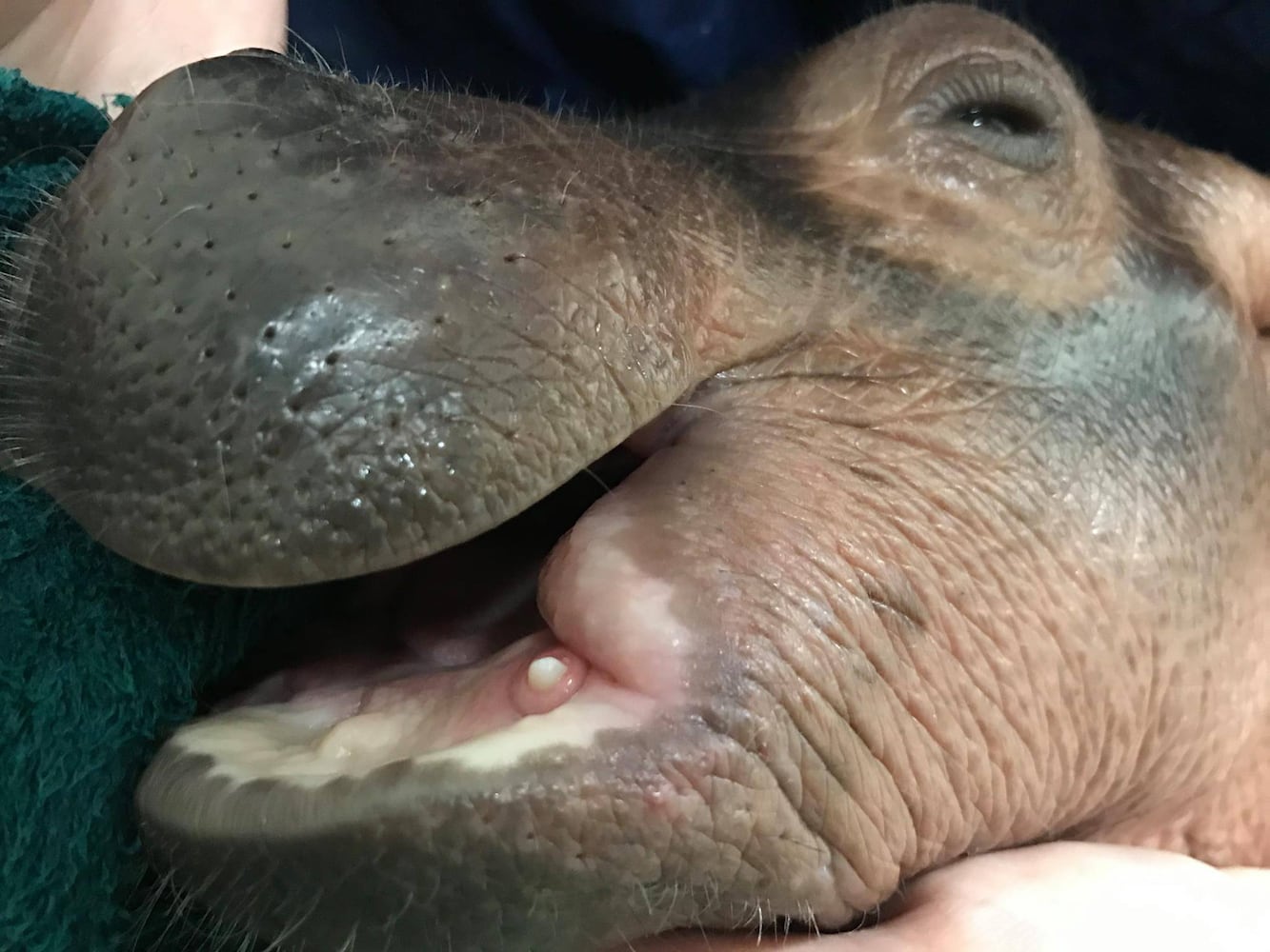 Fiona the hippo