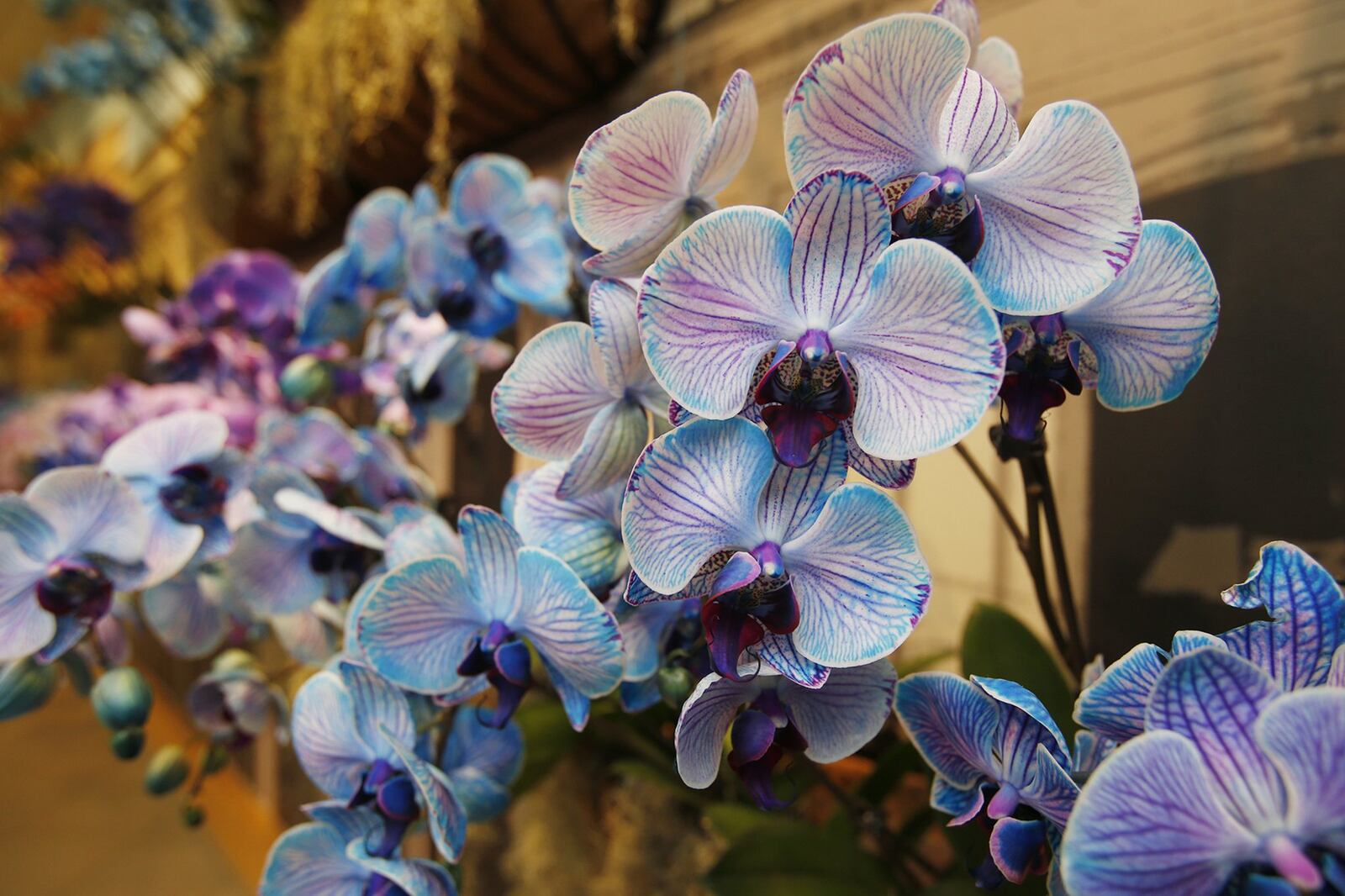 Water Color Orchids at the Cleveland Botanical Gardens. KAREN SCHIELY/AKRON BEACON JOURNAL