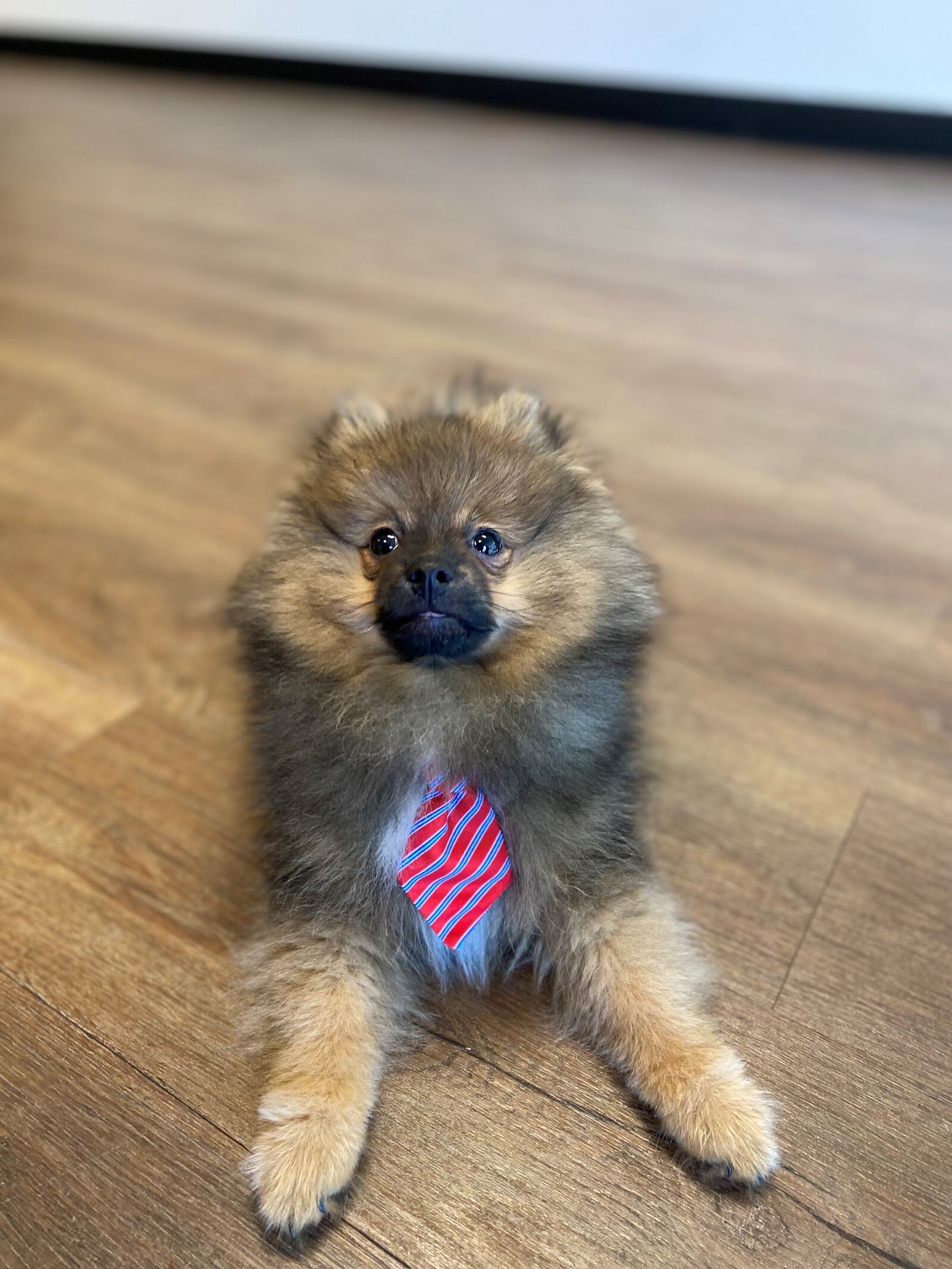 Brittany Clausing's dog 7 month old Pomeranian named Norman. She said she got him around the same time the store was coming to life (CONTRIBUTED PHOTO).