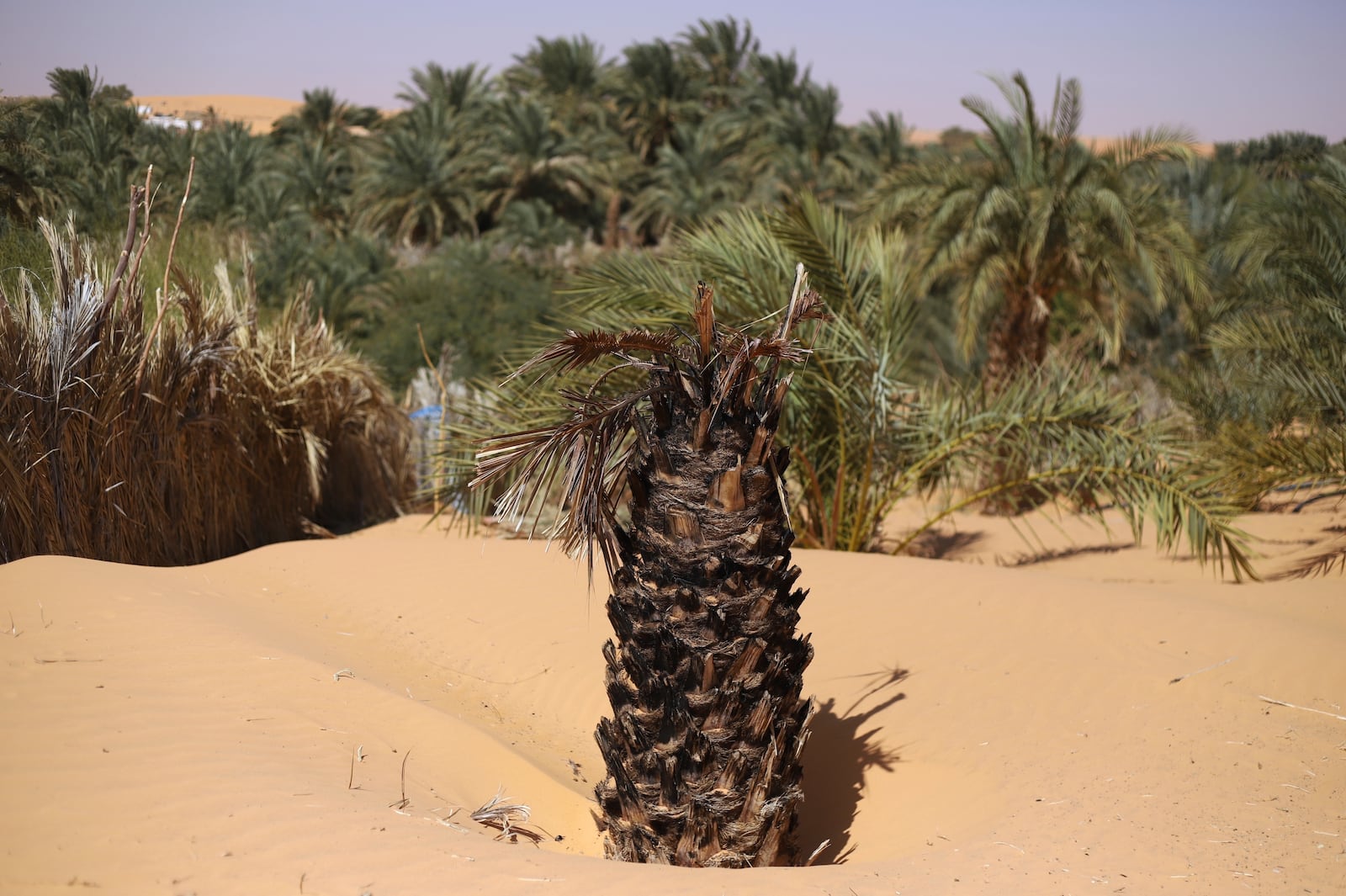 A dead palm tree trunk sits submerged in sand in Chinguetti, Mauritania on Feb. 4, 2025. (AP Photo/Khaled Moulay)