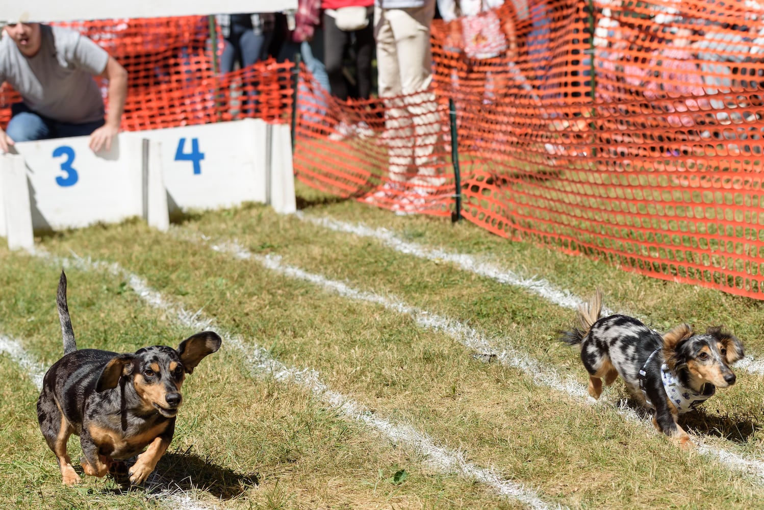 PHOTOS: 2024 Oktoberfest Springboro