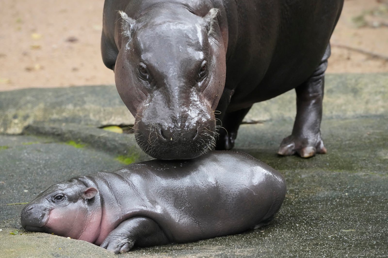 FILE -Two-month-old baby hippo Moo Deng and her mother Jona are seen at the Khao Kheow Open Zoo in Chonburi province, Thailand, , Sept. 19, 2024. (AP Photo/Sakchai Lalit, File)