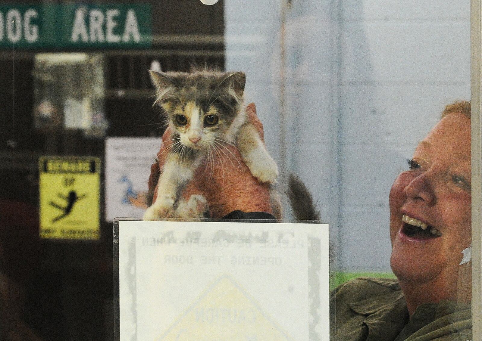 Julie Holmes-Taylor, director of Greene County Animal Control holds up a stray kitten to see other kittens in the department's cat adoption room. MARSHALL GORBVY\STAFF