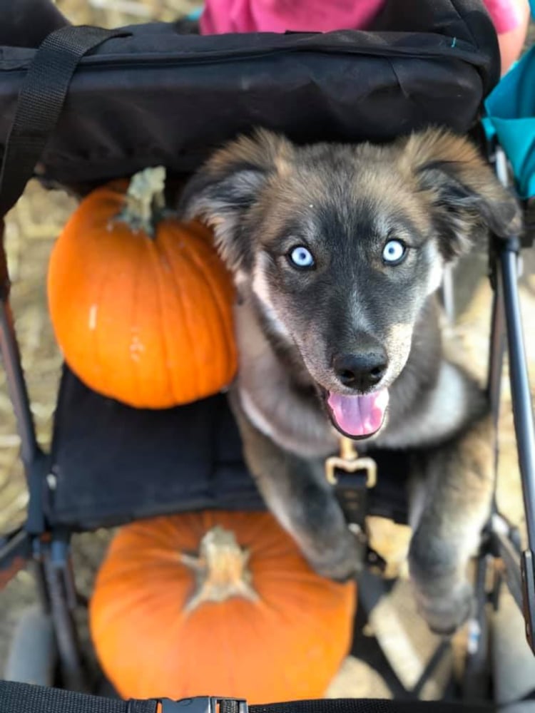 PHOTOS: It’s National Dog Day! Here are some puppy smiles for you