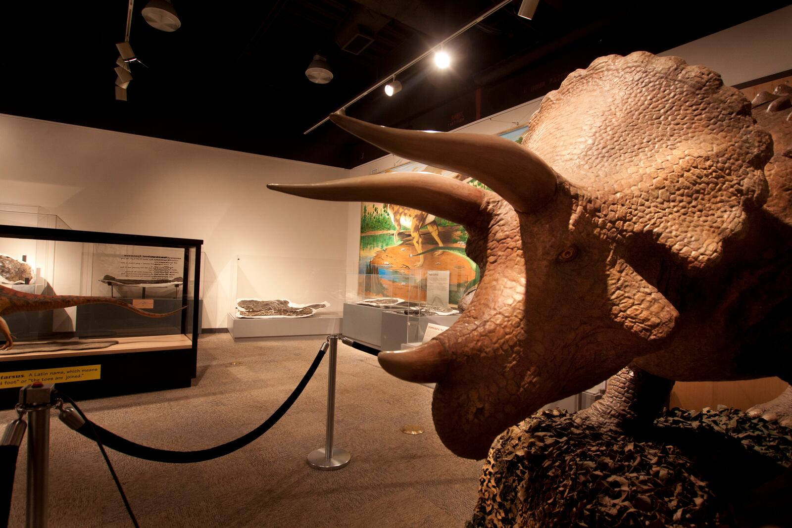 Dinosaur Discovery is coming to the Boonshoft Museum of Discovery, running from Jan. 26 through April 14. The newest running exhibition will showcase dinosaurs that roamed Earth during the Mesozoic era — the “Age of Reptiles” that ended 65 million years ago.