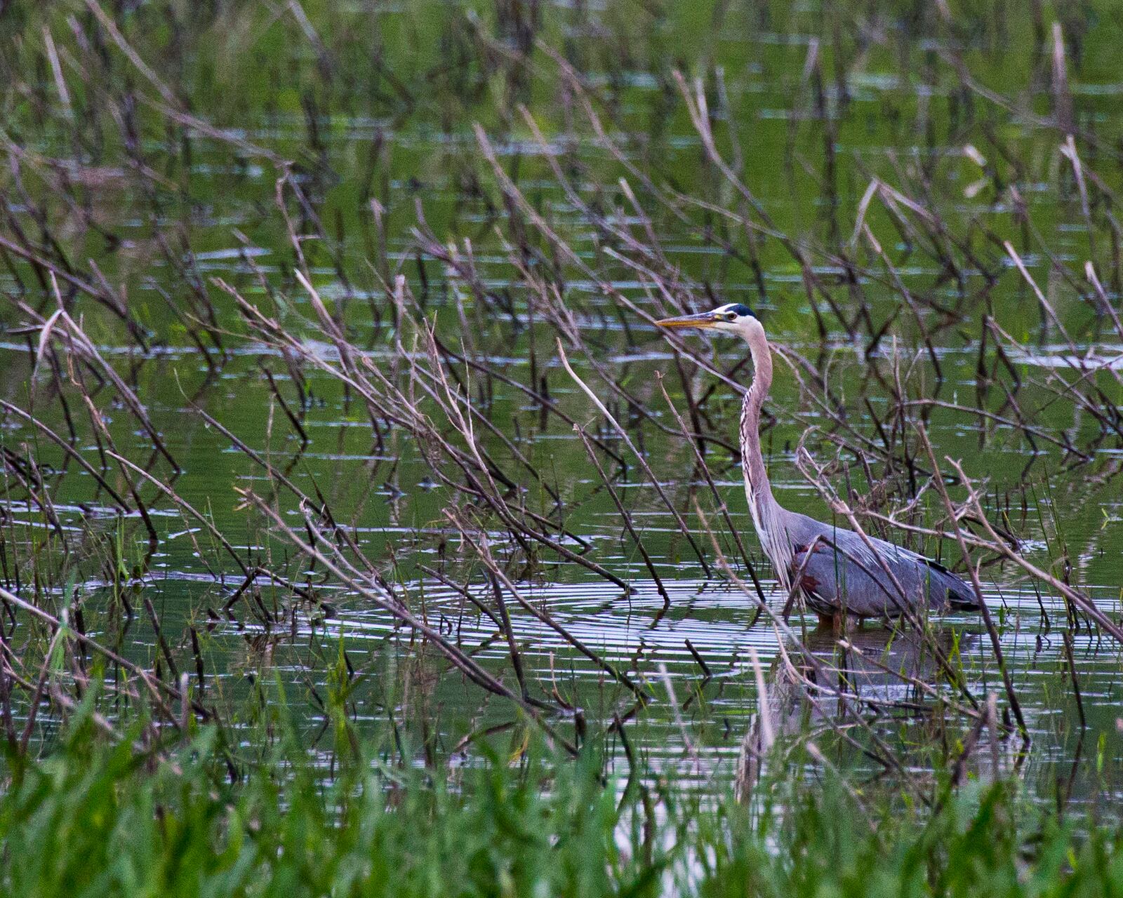 Englewood MetroPark is a good place to see waterfowl. CONTRIBUTED