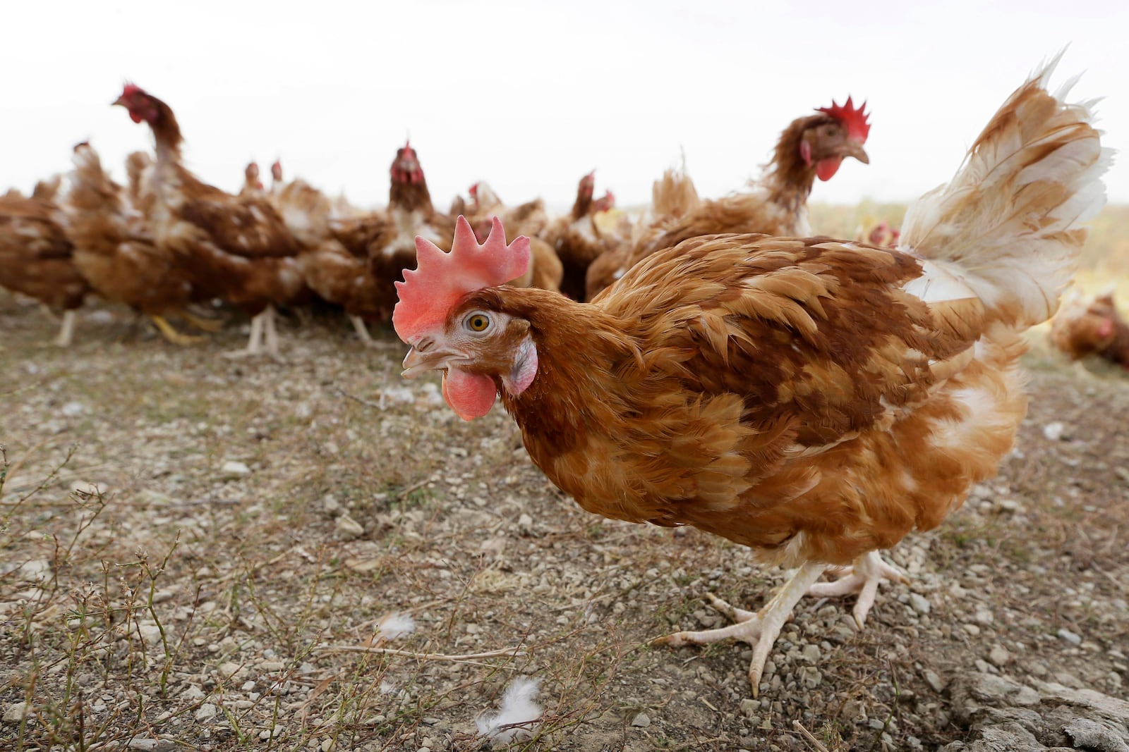 FILE - Chickens walk in a fenced pasture at an organic farm in Iowa on Oct. 21, 2015. (AP Photo/Charlie Neibergall, File)