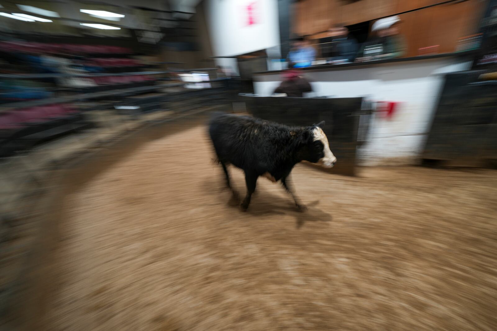 A cow runs through in the auction arena the Oklahoma National Stockyards Tuesday, Jan. 14, 2025, in Oklahoma City. (AP Photo/Julio Cortez)