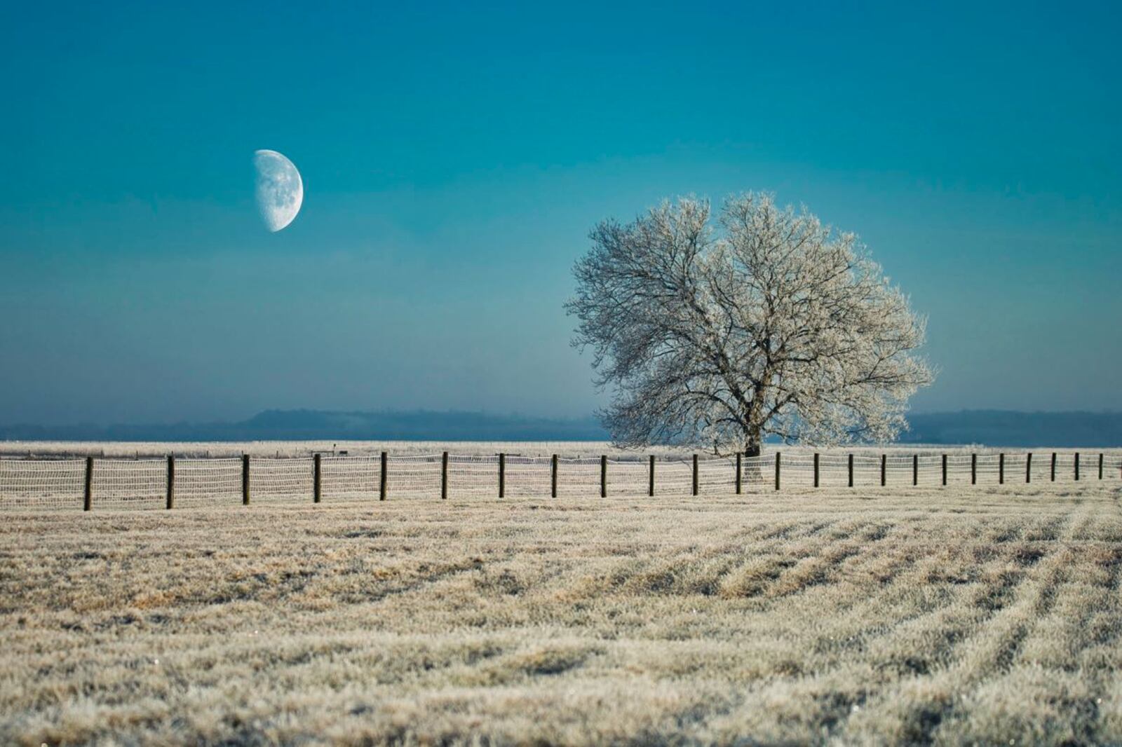 "Moon over Frozen Tree" 2019 photographic print by Eric Wright