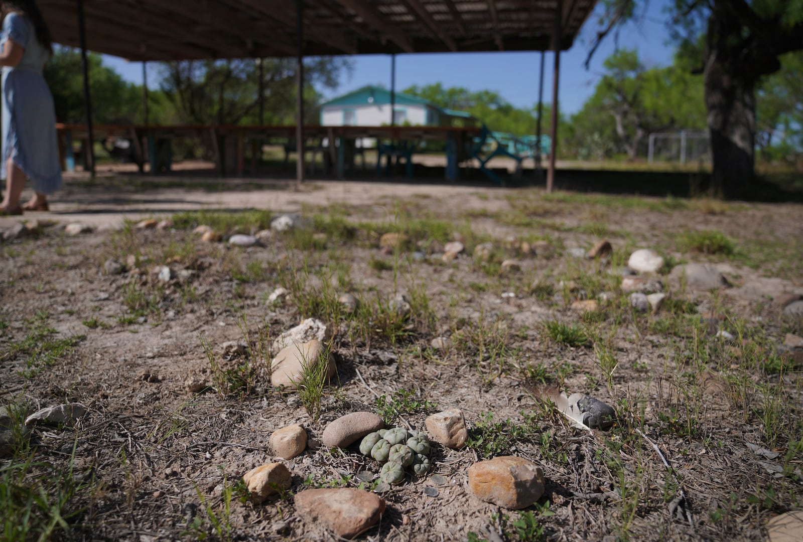 Peyote, a cactus containing the hallucinogen, mescaline, grows at the home of the late Amada Cardenas, in Mirando City, Texas, Monday, March 25, 2024. (AP Photo/Jessie Wardarski)