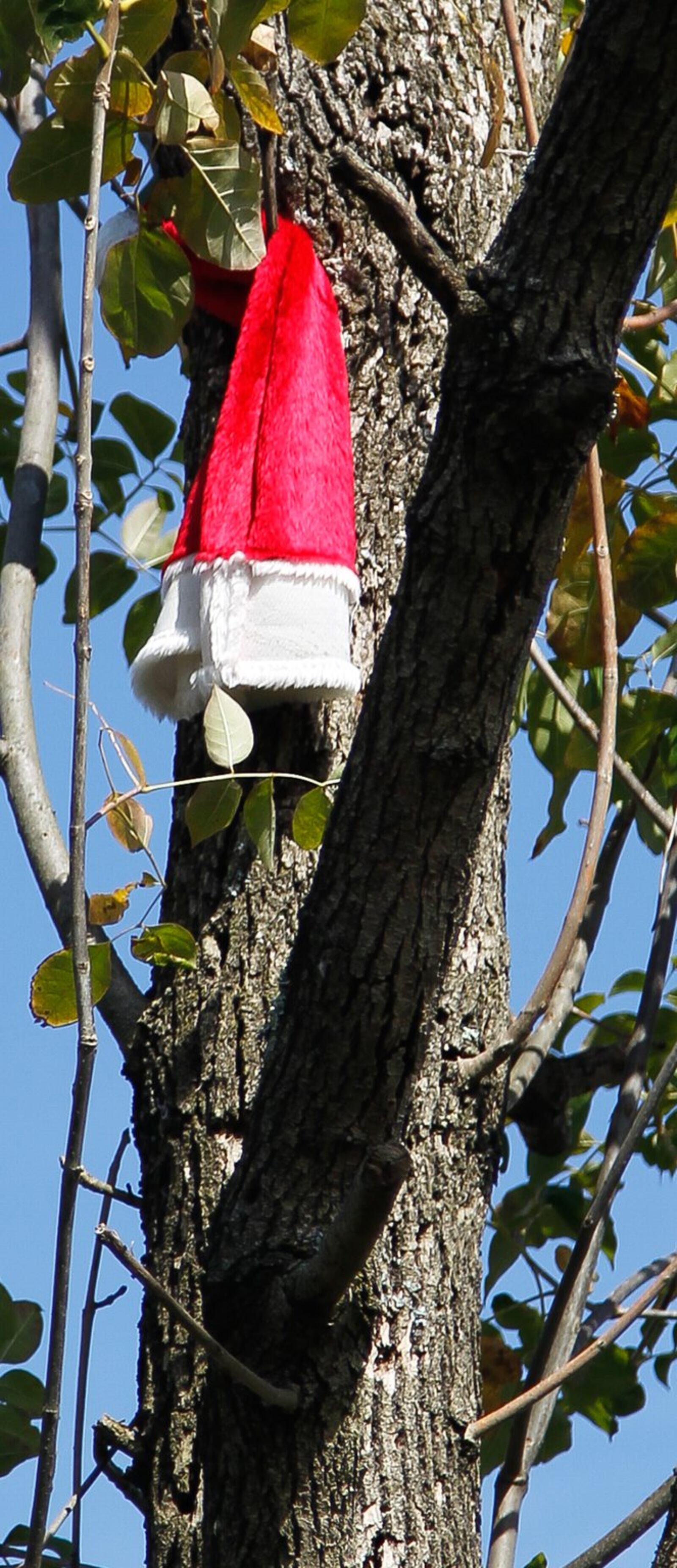 Tornado debris, including this Santa hat, remains attached to trees along the Wolf Creek Recreation Trail in Perry Twp. near Heckathorn Road. CHRIS STEWART / STAFF