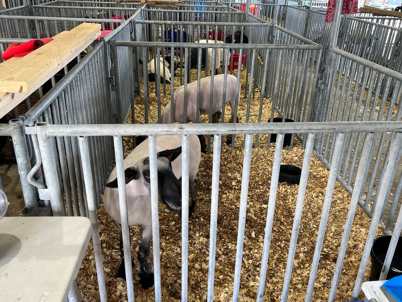 Warren county fair 2024