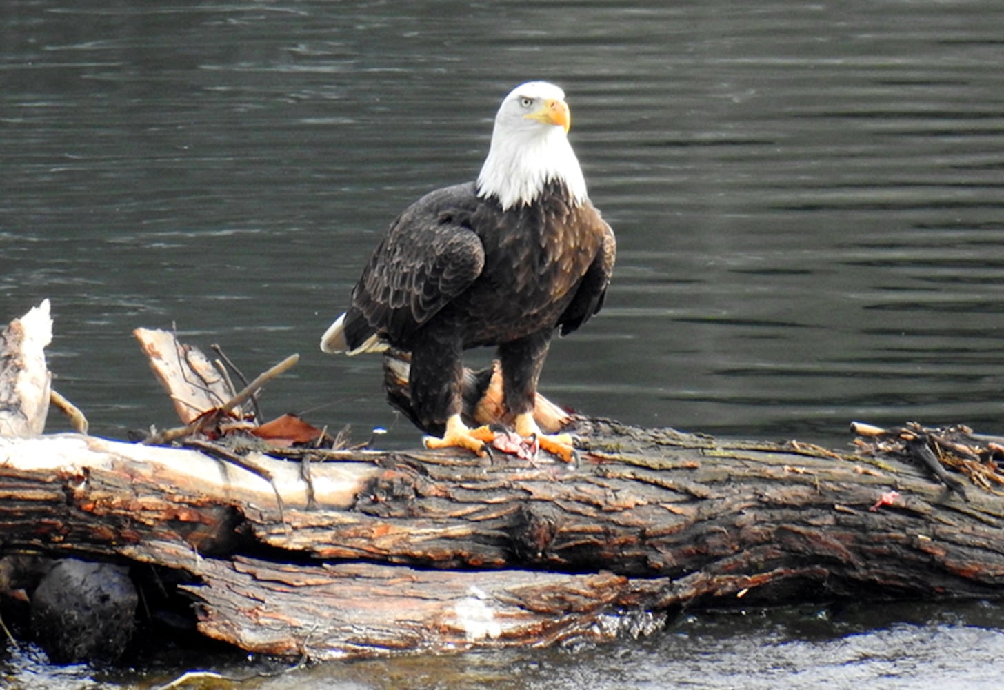 Carillon Park bald eagles