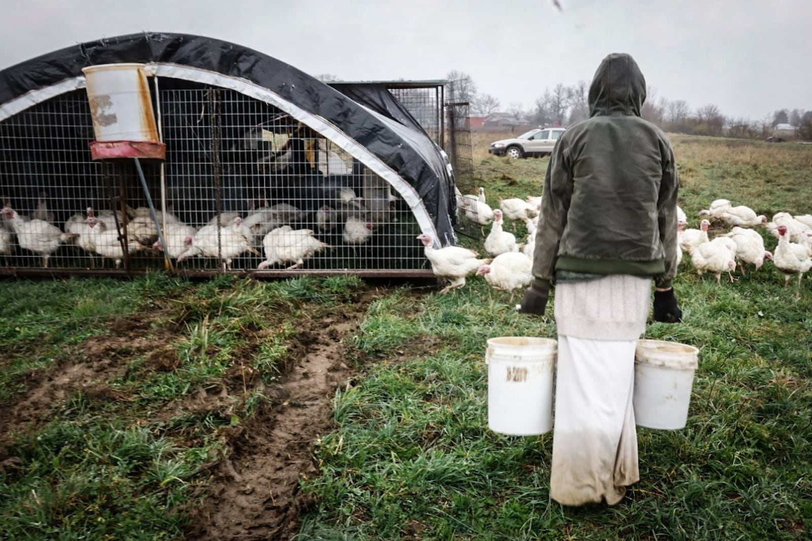 Jaima Filbrun brings buckets of food for their pasture raises turkeys. JIM NOELKER/STAFF