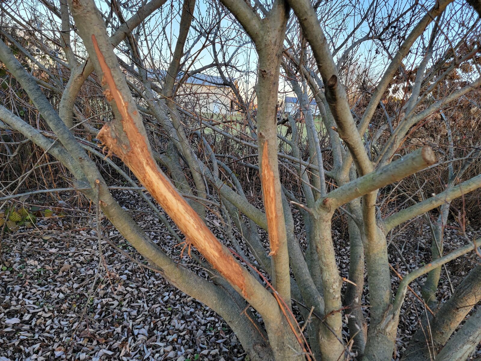 My pussy willow is damaged each year, but it quickly recovers.