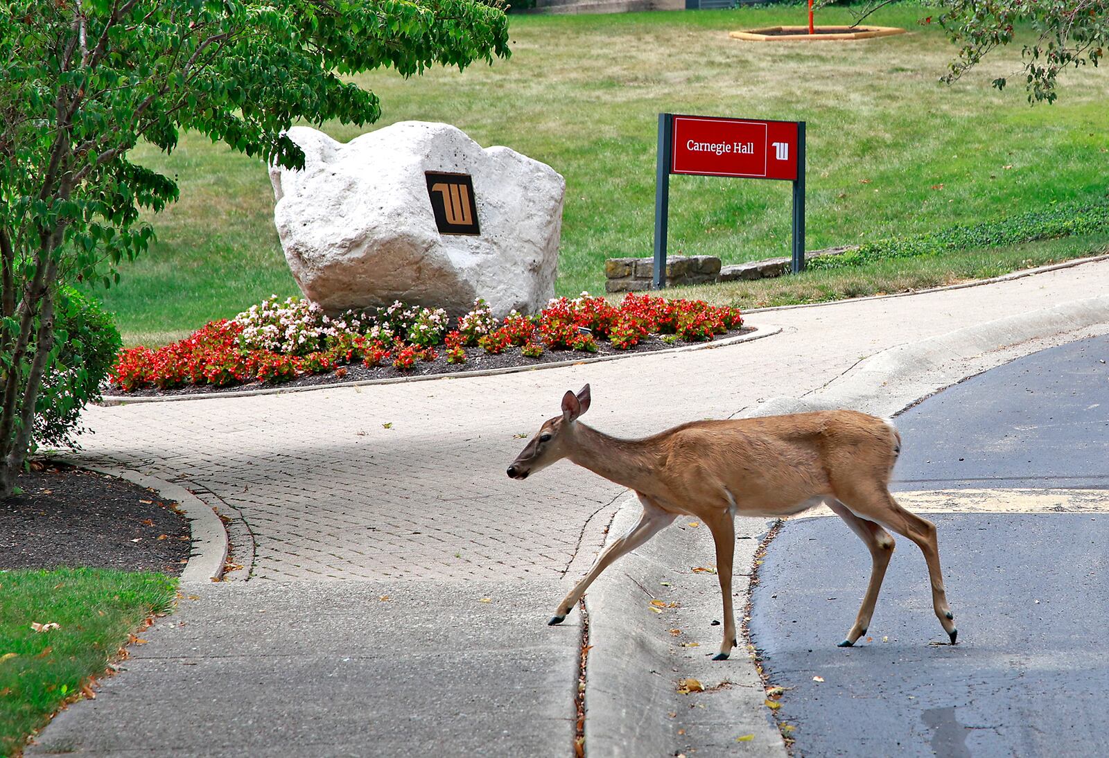 A deer crosses the street in front of Carnegie Hall on the Wittenberg University campus Thursday, August 1, 2024. BILL LACKEY/STAFF