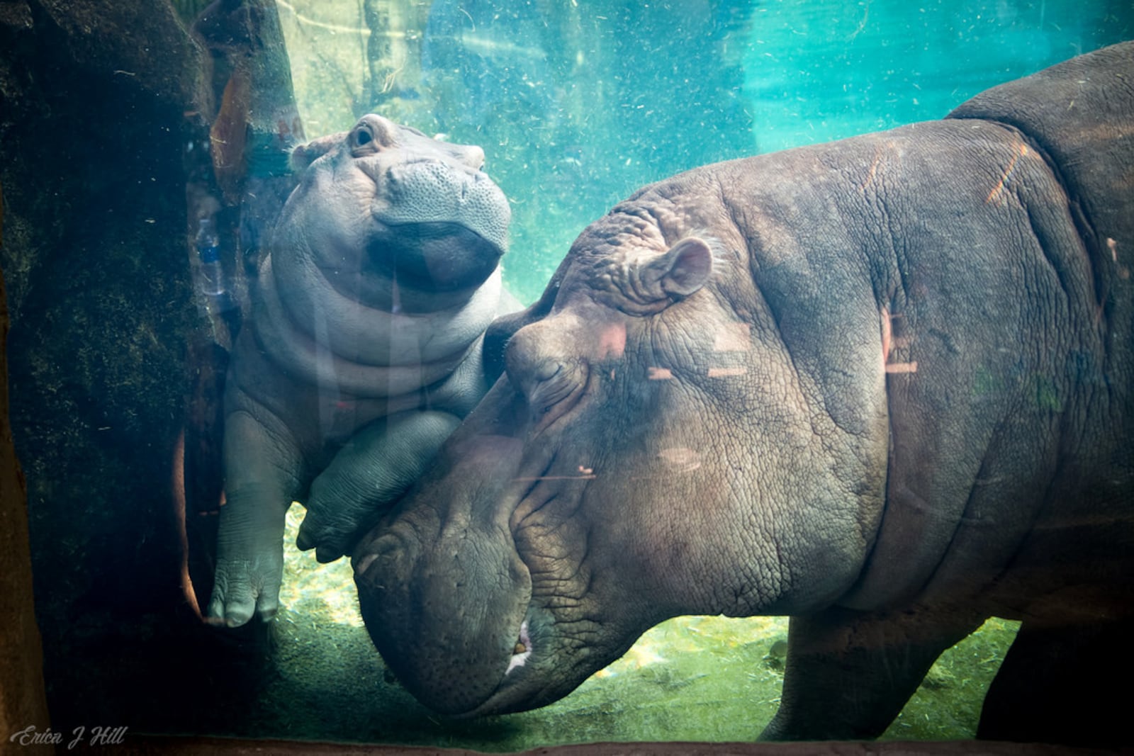 Fiona, the Cincinnati Zoo hippo, will turn two-years-old. CINCINNATI ZOO