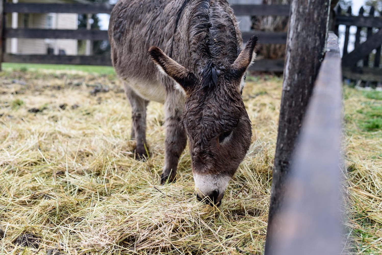 PHOTOS: Christmas on the Farm 2024 @ Carriage Hill MetroPark