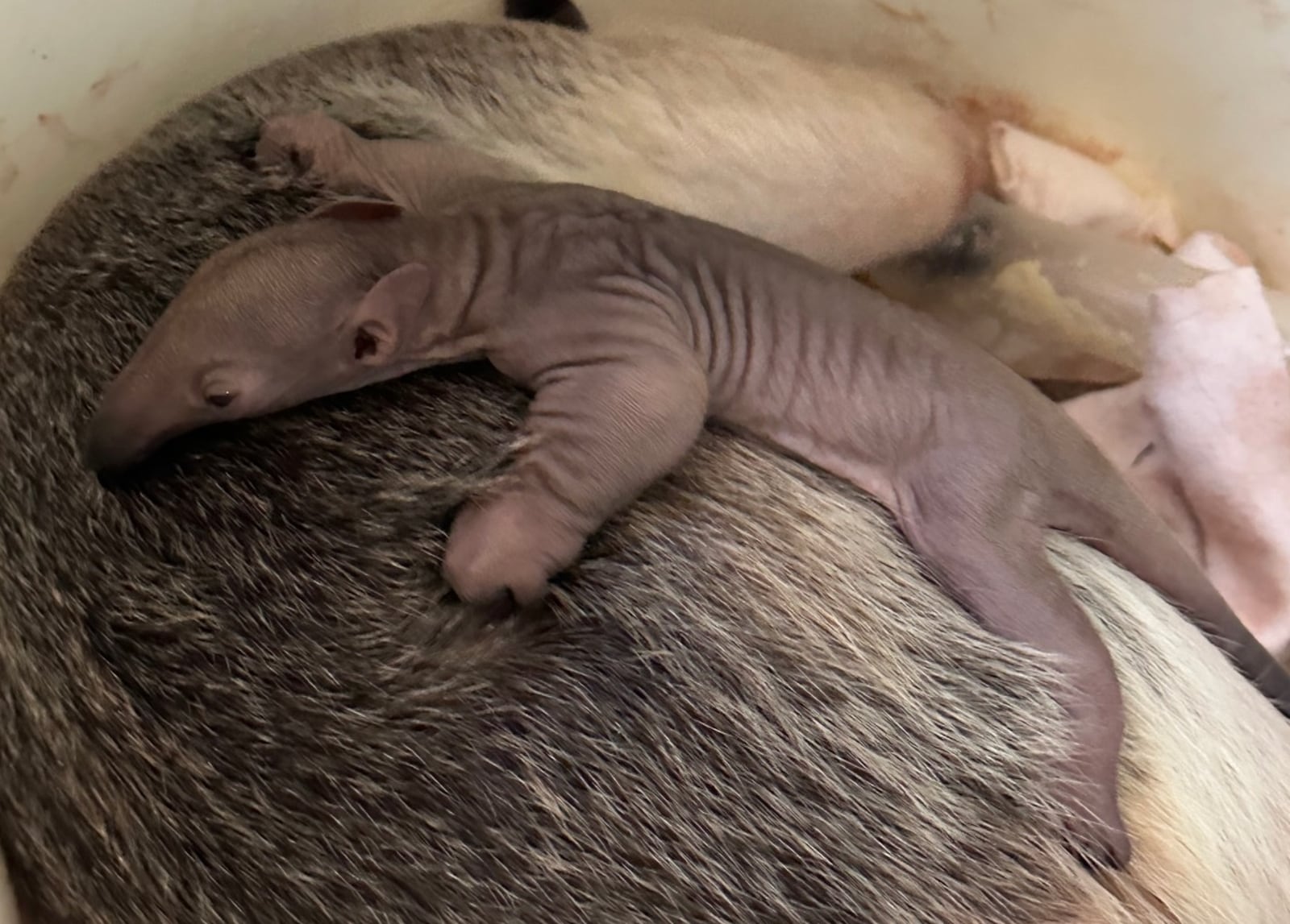 Isla, a 9-year-old tamandua at the Cincinnati Zoo & Botanical Garden, gave birth to a pup early Jan. 5, 2023. The pup is the zoo's first baby of 2023. Photo courtesy the Cincinnati Zoo & Botanical Garden.