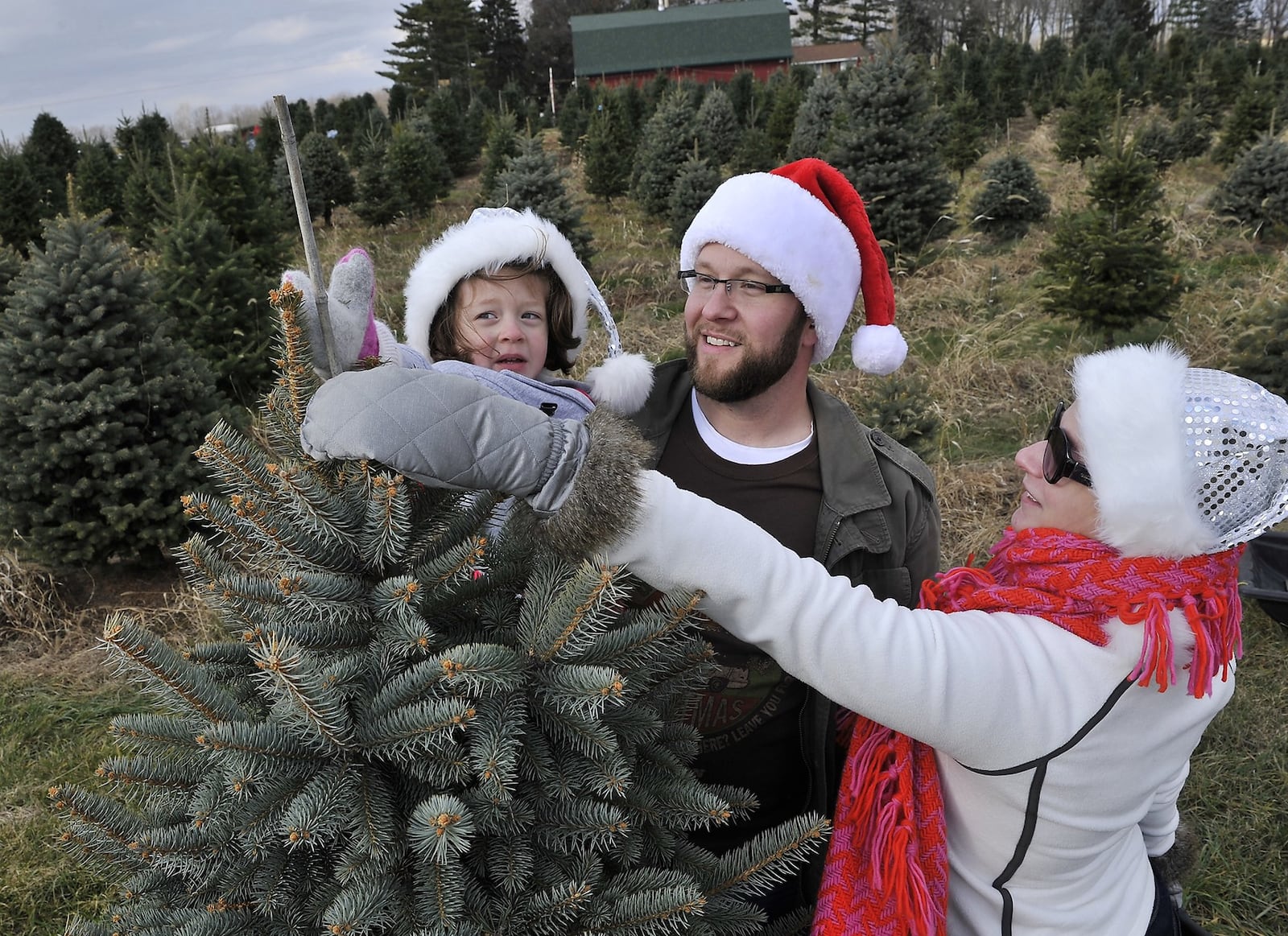 Scenes from Young’s Christmas Tree Farm outside Yellow Springs. (Staff file photo by Bill Lackey)