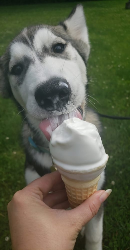 PHOTOS: It’s National Dog Day! Here are some puppy smiles for you