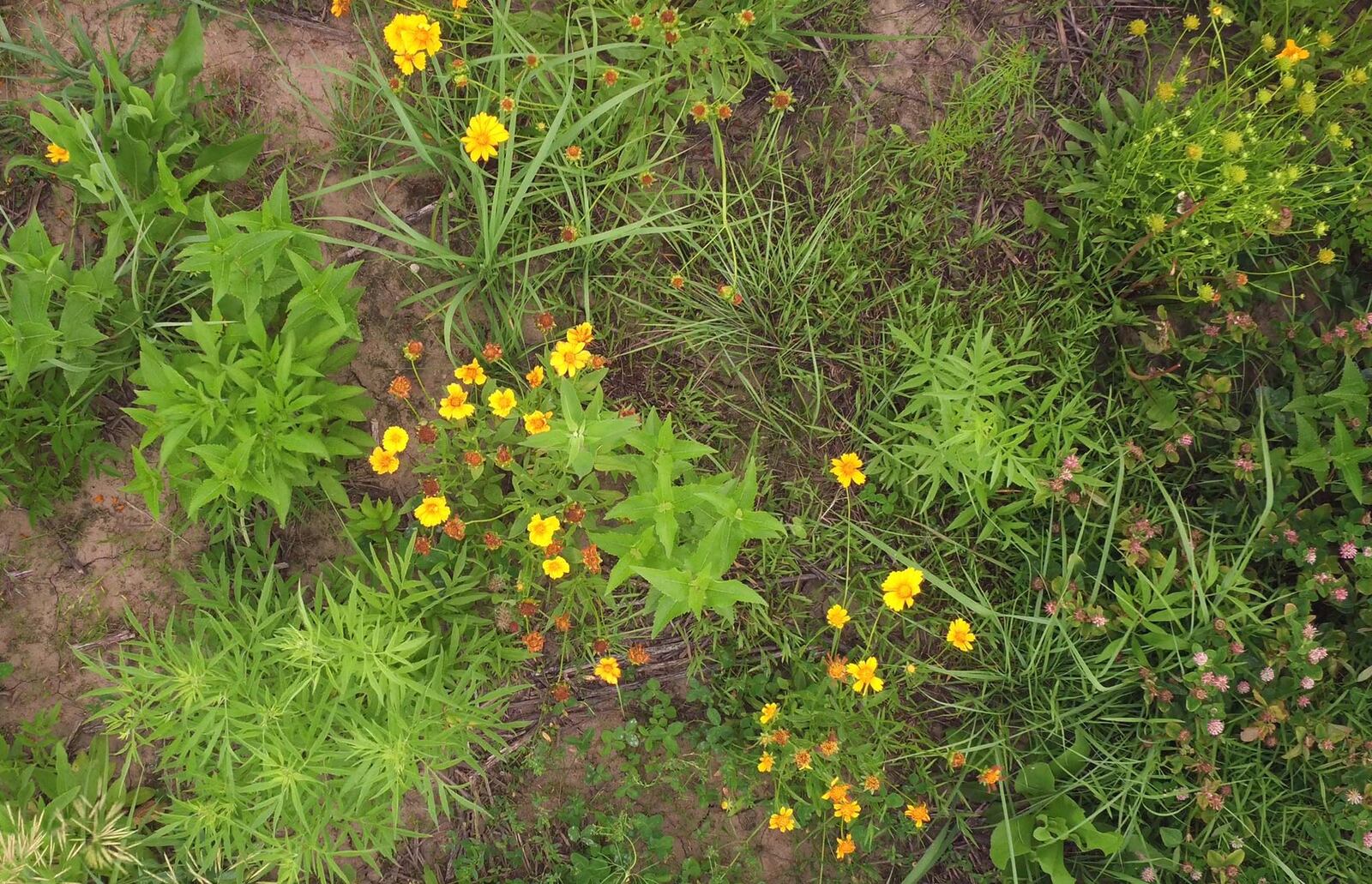 After two years of restoration work, the Bellbrook Sugarcreek Park District’s Morris Reserve prairie is in full bloom with coreopsis, red clover and other wildflowers. TY GREENLEES / STAFF