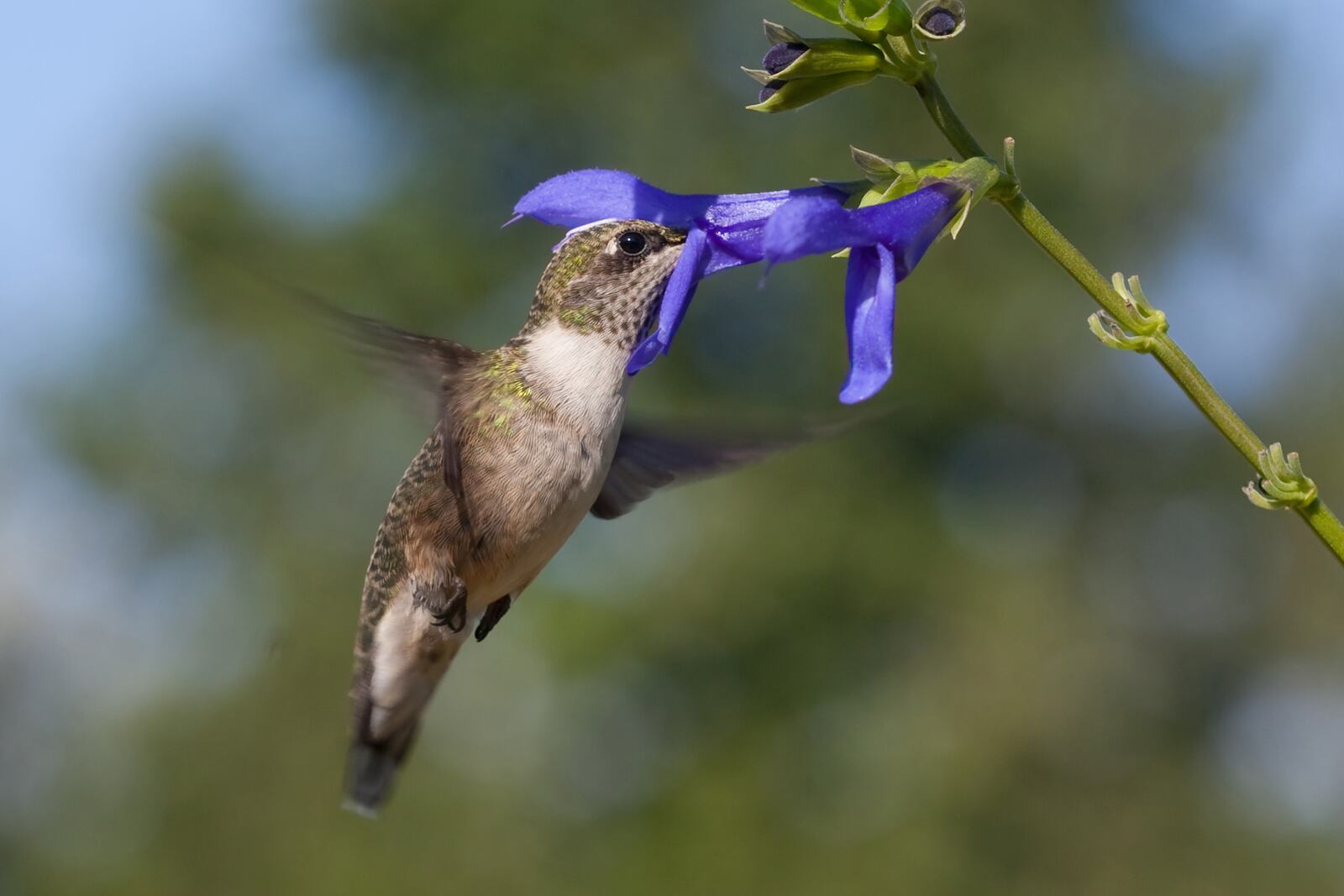 A hummingbird is photographed at Wegerzyn Garden MetroPark on Aug. 29, 2009. ADAM ALONZO/CONTRIBUTED