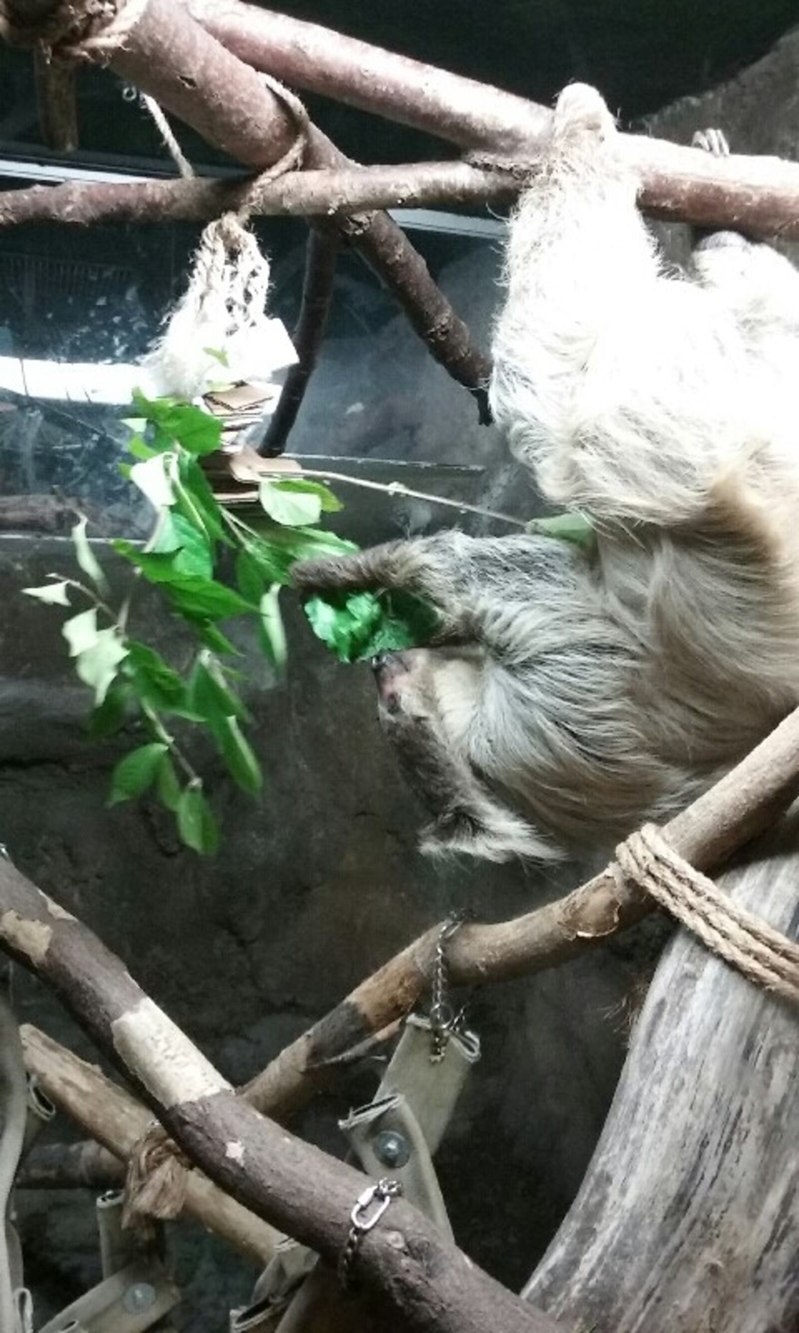 Patience the Sloth, the Boonshoft Museum of Discovery resident and Tai Chi instructor. CONTRIBUTED