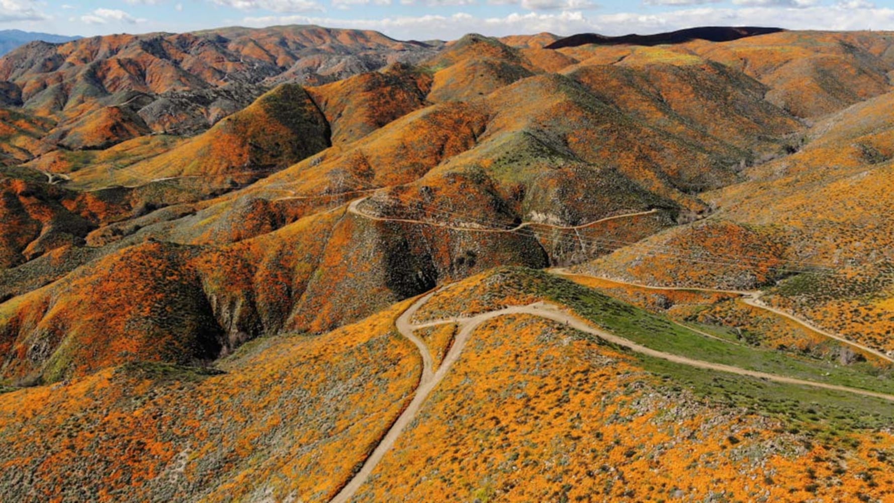 Photos: Spectacular wildflower super bloom in California