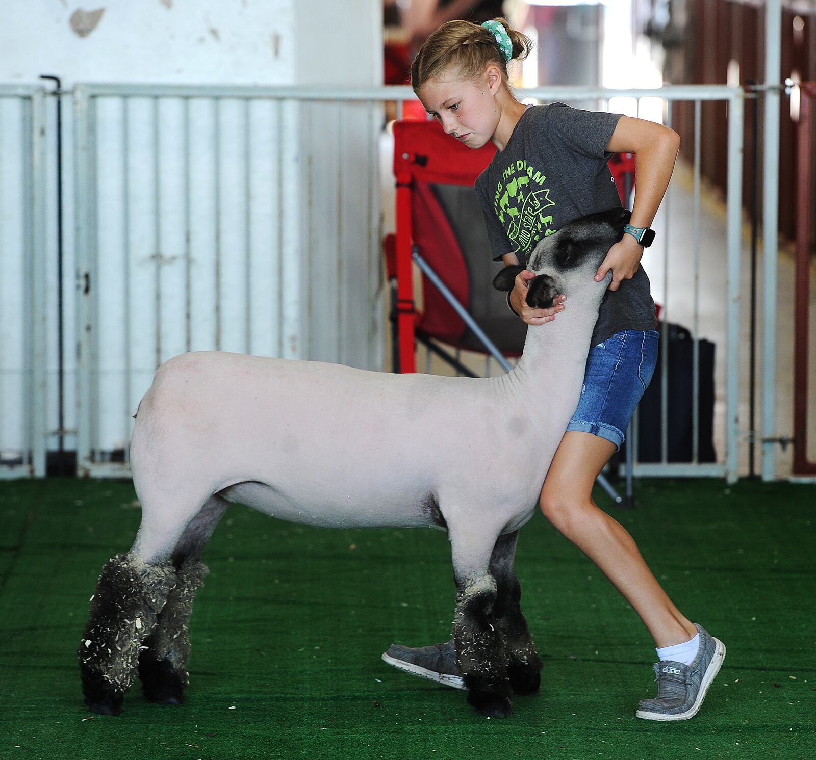 Adrienne O'Diam works with a lamb Thursday, July 13, 2023 at the Montgomery County Fair to prepare for the Showman of Showman Competition. MARSHALL GORBY\STAFF