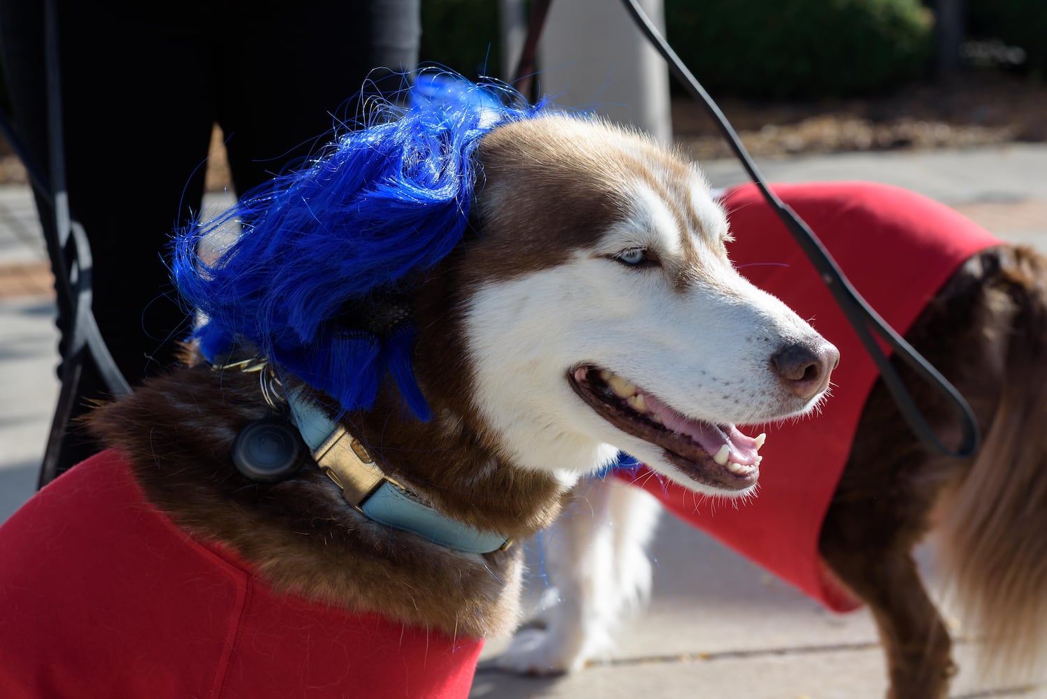 PHOTOS: Wag-O-Ween 2024 at Kettering Recreation Complex