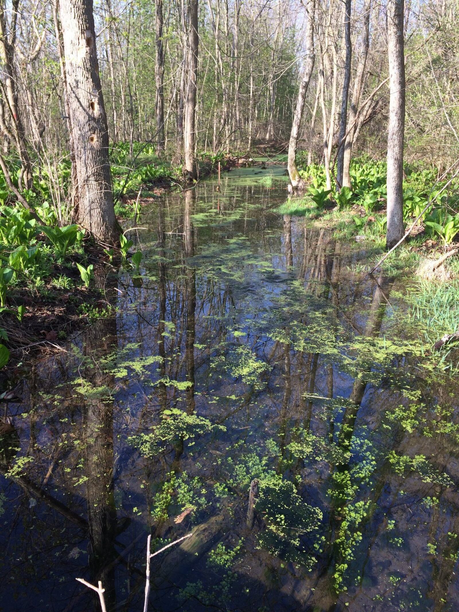 Estel Wenrick Wetlands is home to a variety of wildlife including a beaver and blue heron. Source: Photo courtesy of Carol Kennard/Clark County Park District.