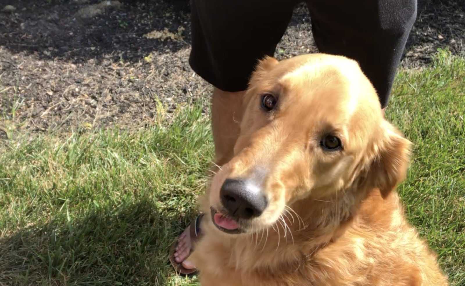 Carmen and Jodie Scalfaro were celebrating their daughter’s 17th birthday 30 miles away. Piper, the Scalfaro family’s dog, was trapped inside the burning home.