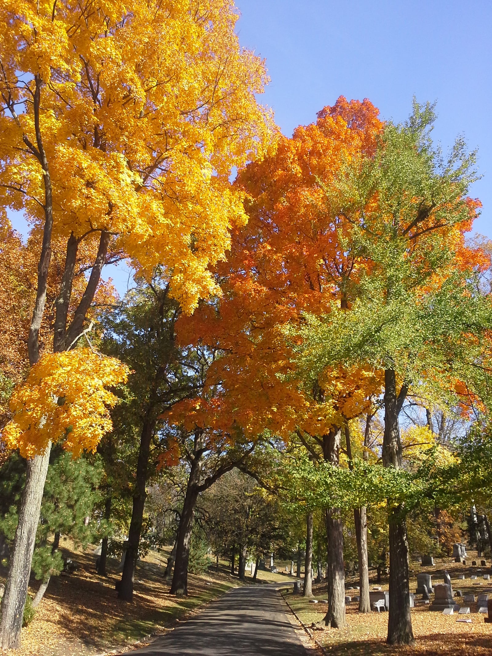 One of the best places to walk and take in the fall colors is at Woodland Cemetery and Arboretum. Photo courtesy of Woodland Cemetery and Arboretum. CONTRIBUTED