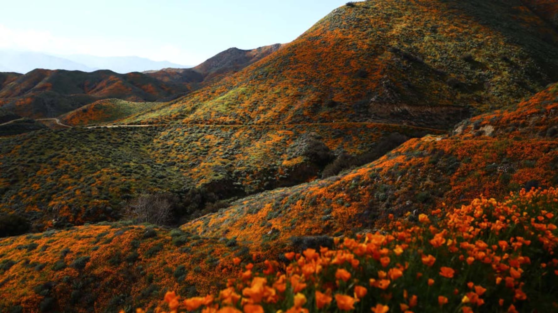 Photos: Spectacular wildflower super bloom in California