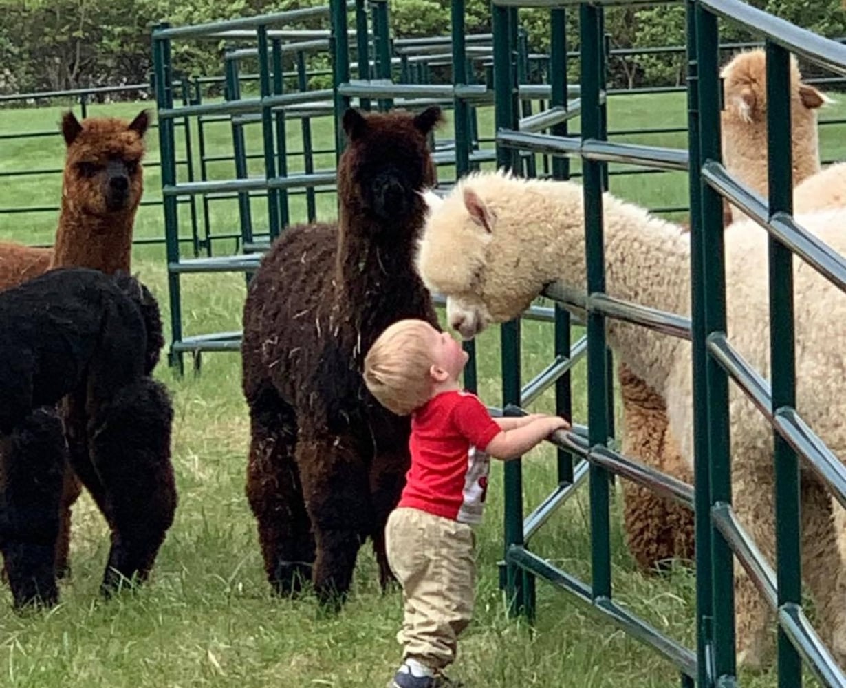 Holdfast Alpaca Farm