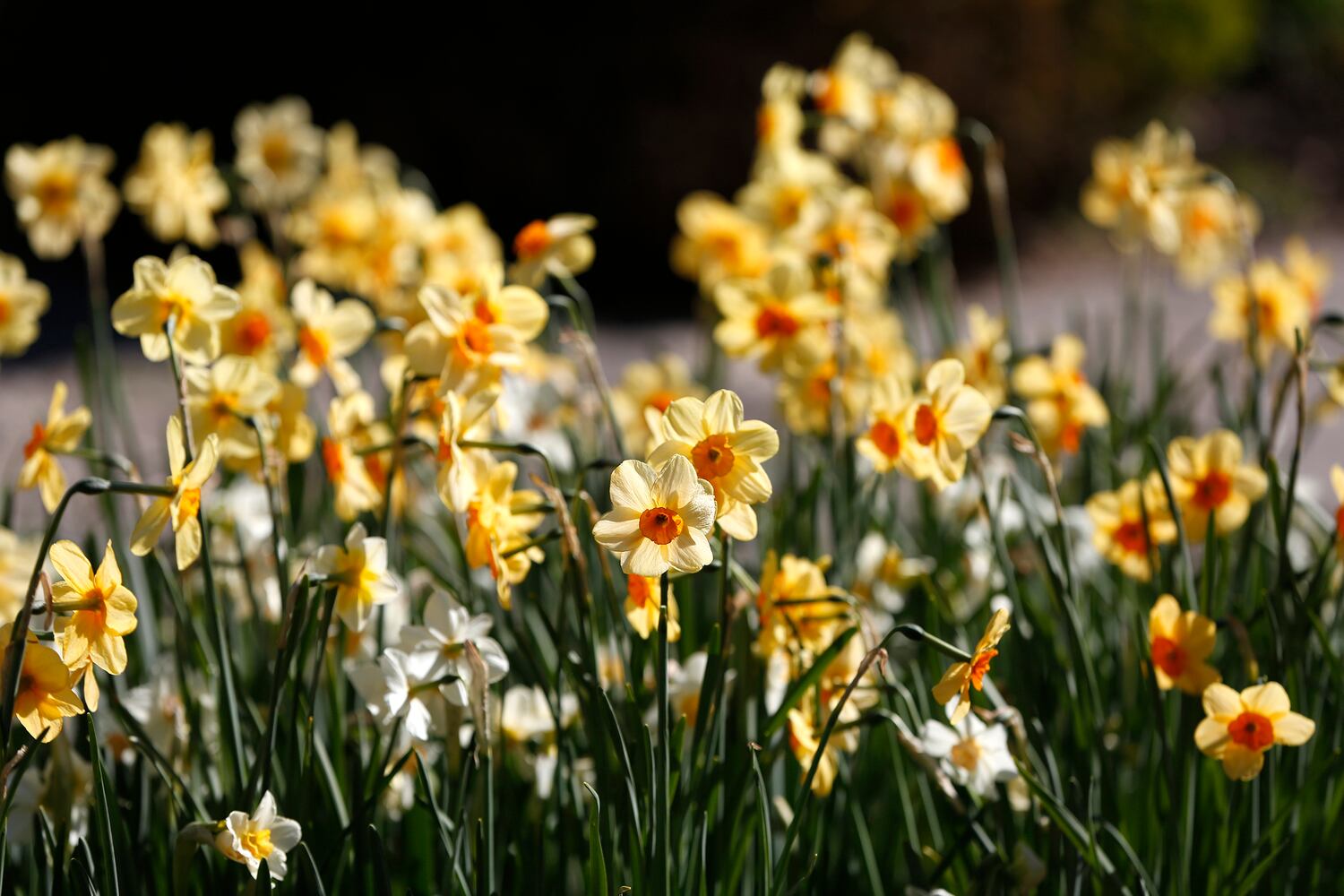 Spring flowers