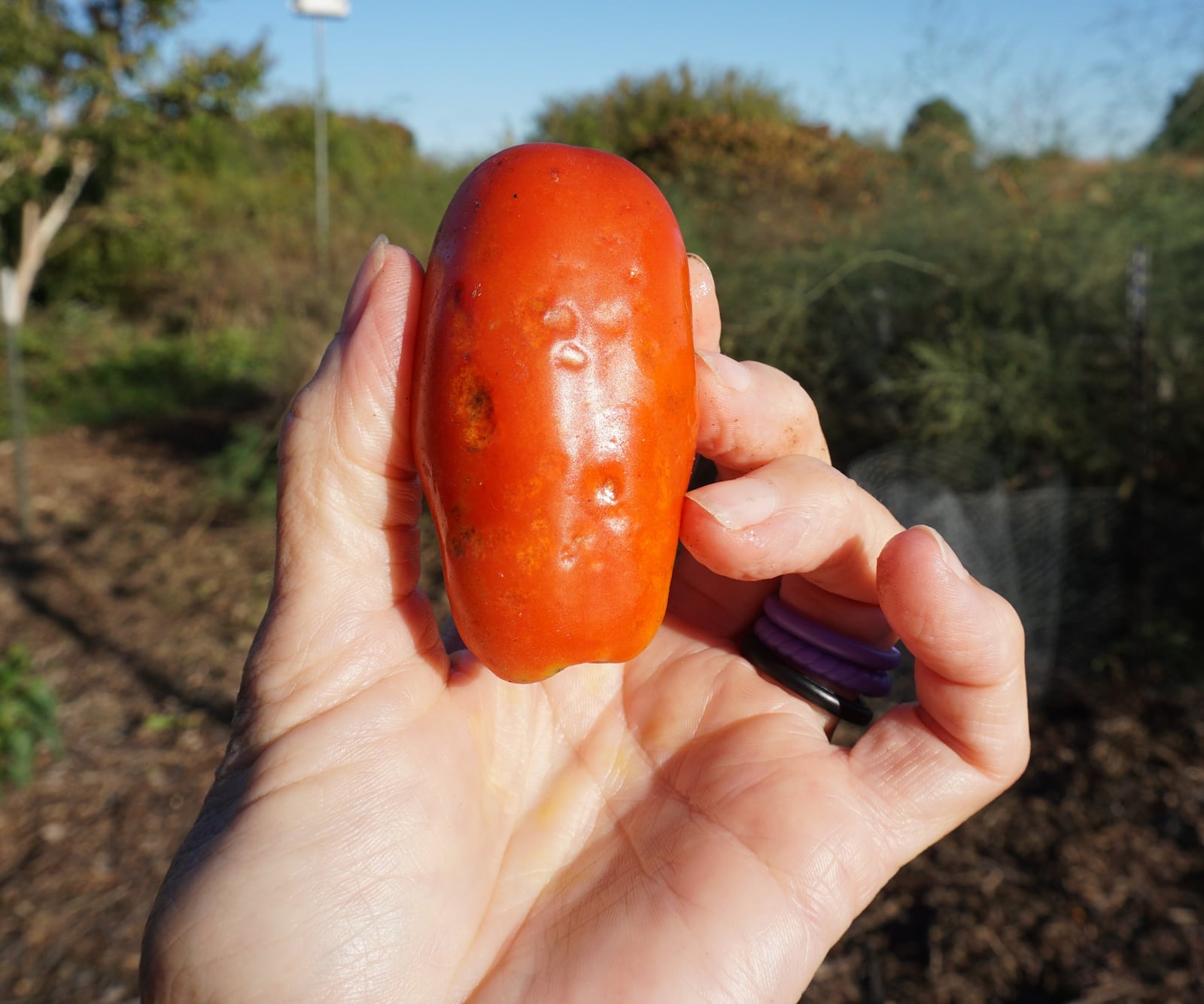 Feeding sites from brown marmorated stink bug ends up as rotted tissue on tomatoes.