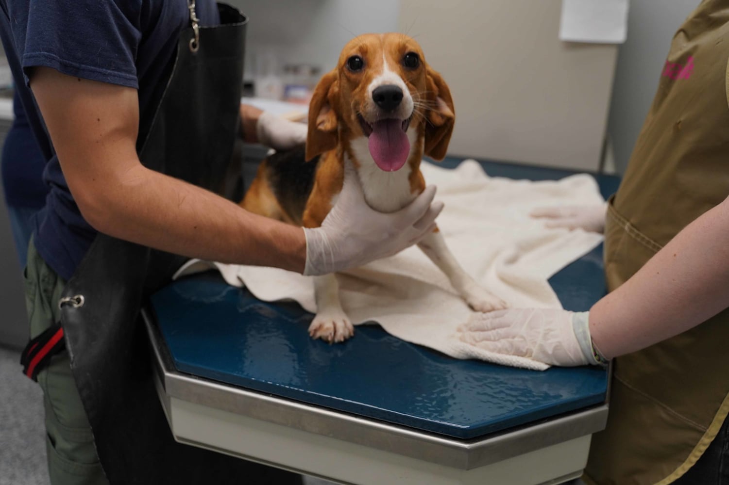 Beagles rescued