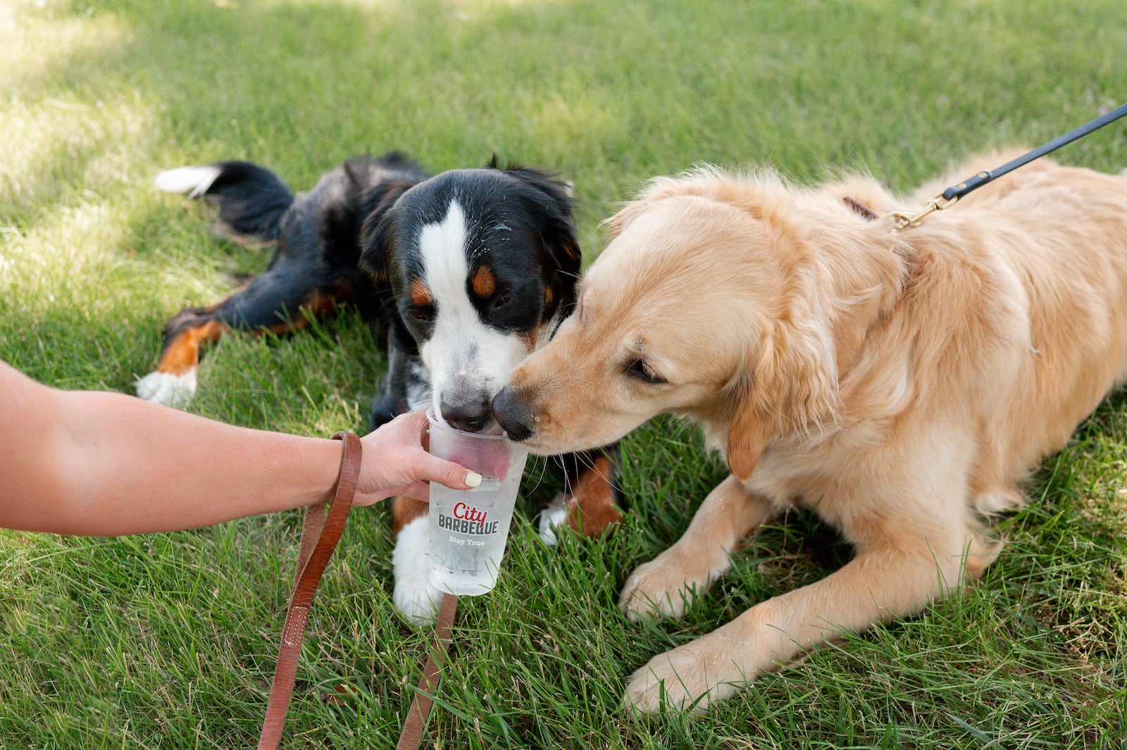 City Barbeque locations in the Dayton area are celebrating the "Dog Days of Summer" with weekly offers for City Rewards members, opportunities to support local humane societies and an invitation to bring your pup to the brand’s dog-friendly patios. CONTRIBUTED PHOTO