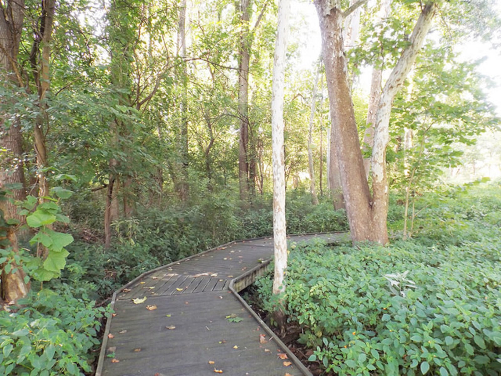 Woodman Fen is a nature preserve open to the public. PHOTO / Five Rivers MetroParks