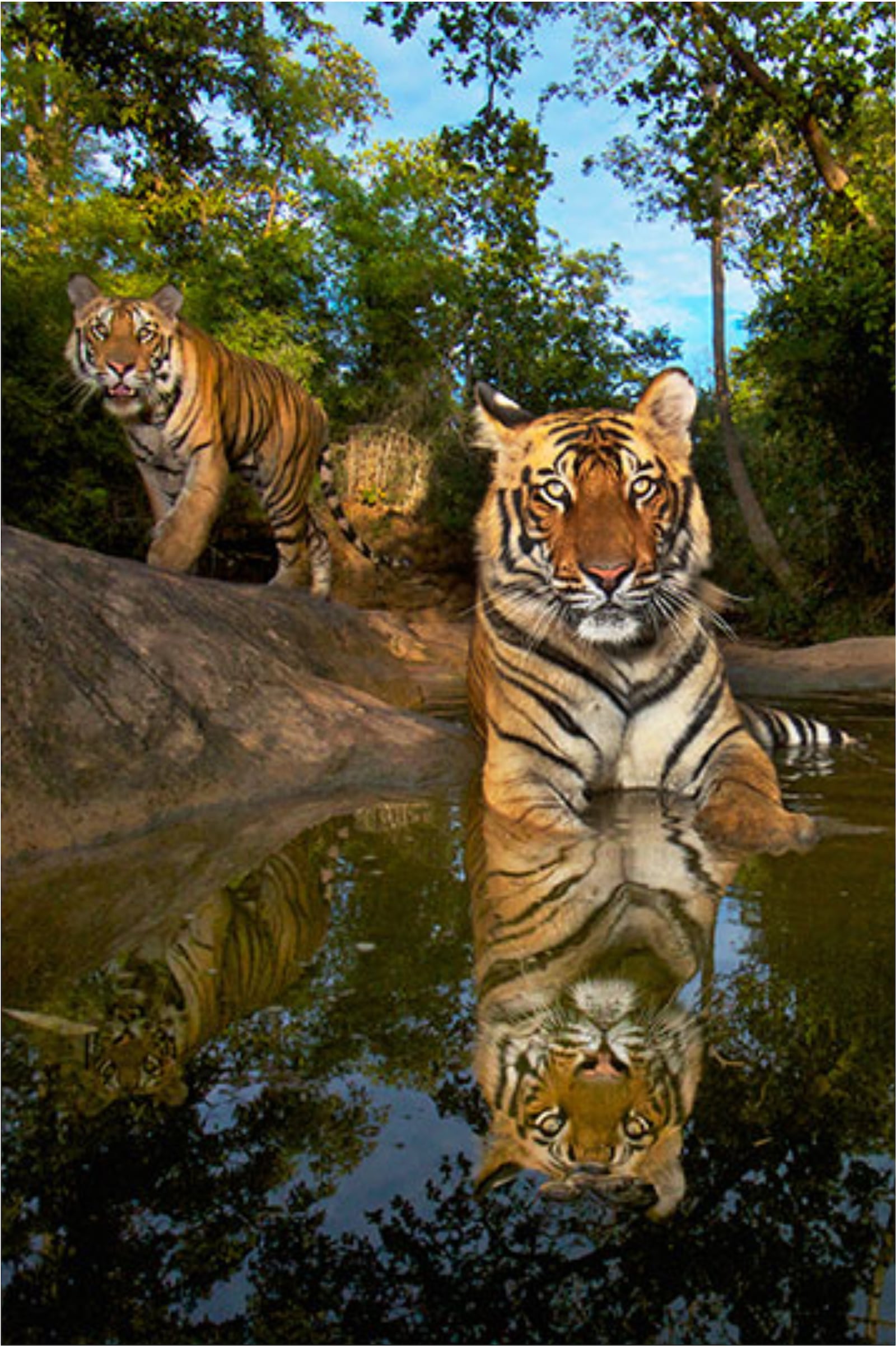 Dayton Live presents “On the Trail of Big Cats,” a National Geographic Live program from award-winning photographer Steve Winter, at Victoria Theatre in Dayton on Sunday and Monday, Jan. 22 and 23.