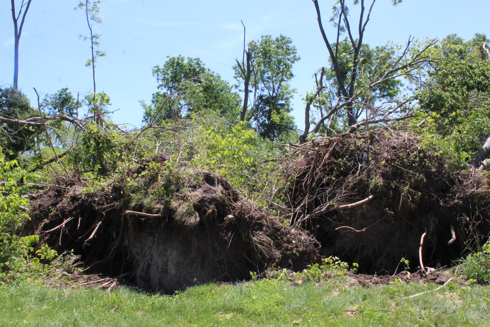 Parts one of the dayton area favorite parks suffered damage described as minor to extraordinary during the Memorial Day tornadoes. Several Wegerzyn Gardens MetroPark trees near Jay Lake and the community garden were damaged. This photo was taken after  the tornado clean up. Chris Pion, MetroPark’s director of parks and conservation, said the road leading to the community garden’s entrance was eight feet deep in downed trees.  Photo: Amelia Robinson