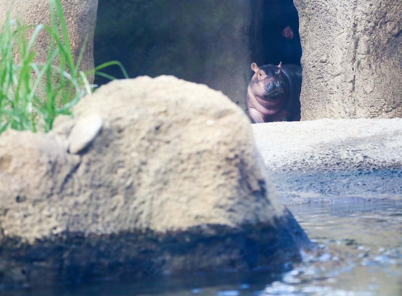 PHOTOS Fiona at the Cincinnati Zoo