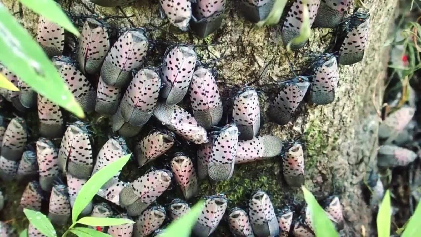 A spotted lanternfly infestation on tree. The insects secret a sugary substance that turns into a black, sooty mold which  can kill plants, but is harmless to humans.