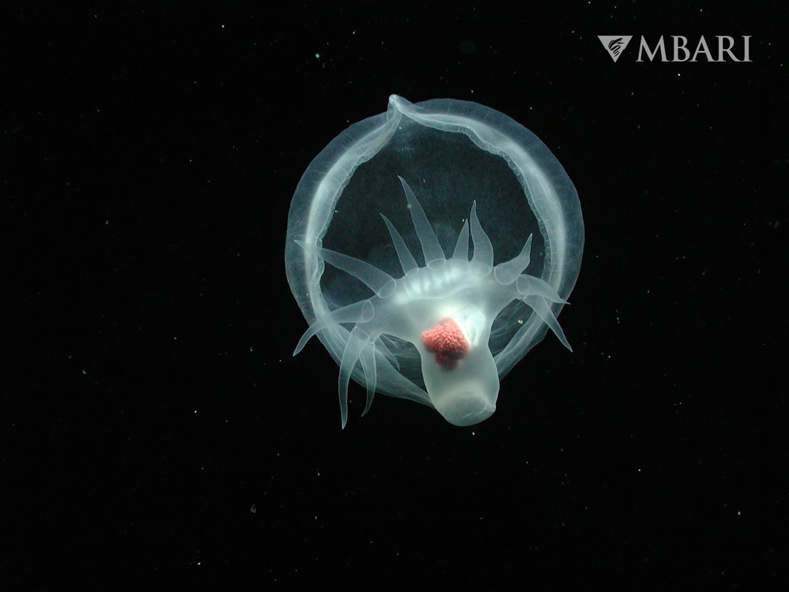 This undated photo provided by Monterey Bay Aquarium and Research Institute, shows a mystery mollusc (Bathydevius caudactylus) observed by MBARI's remotely operated vehicle (ROV) Tiburon in the outer Monterey Canyon at a depth of approximately 1,550 meters. (MBARI via AP)