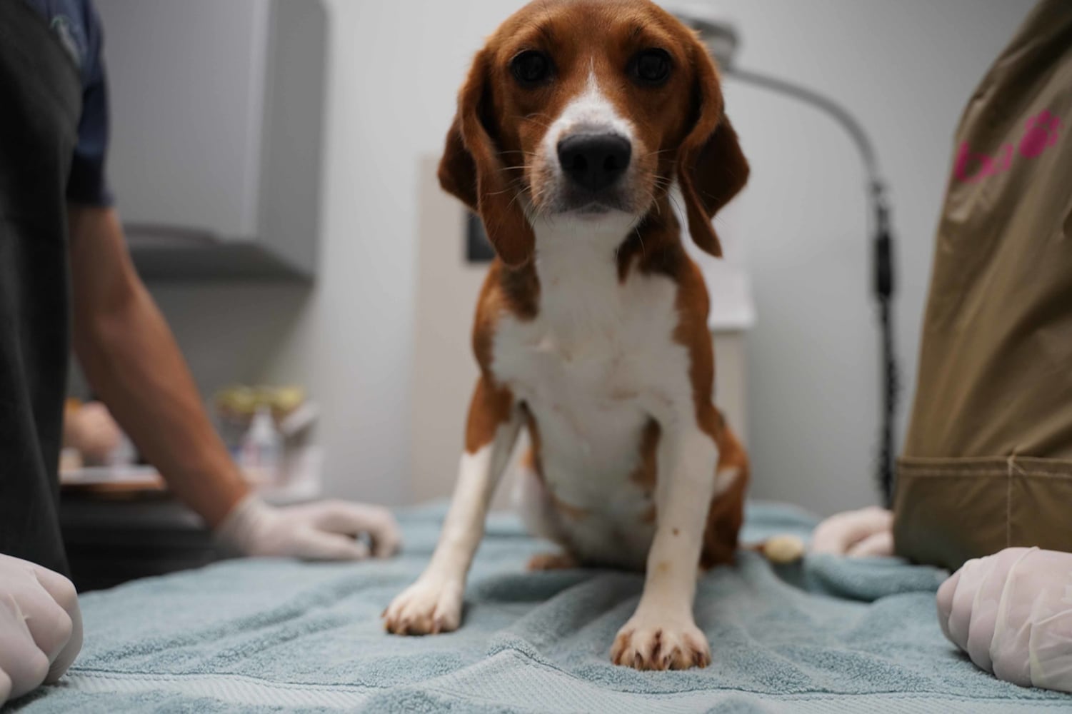 Beagles rescued